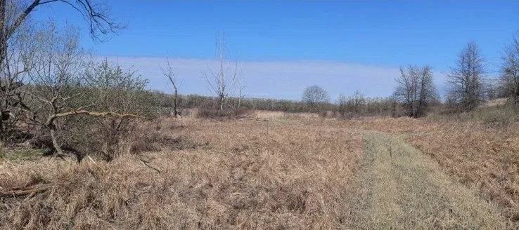 Ділянка 300 соток, Халеп'я: ліс і річка поруч - фото 4
