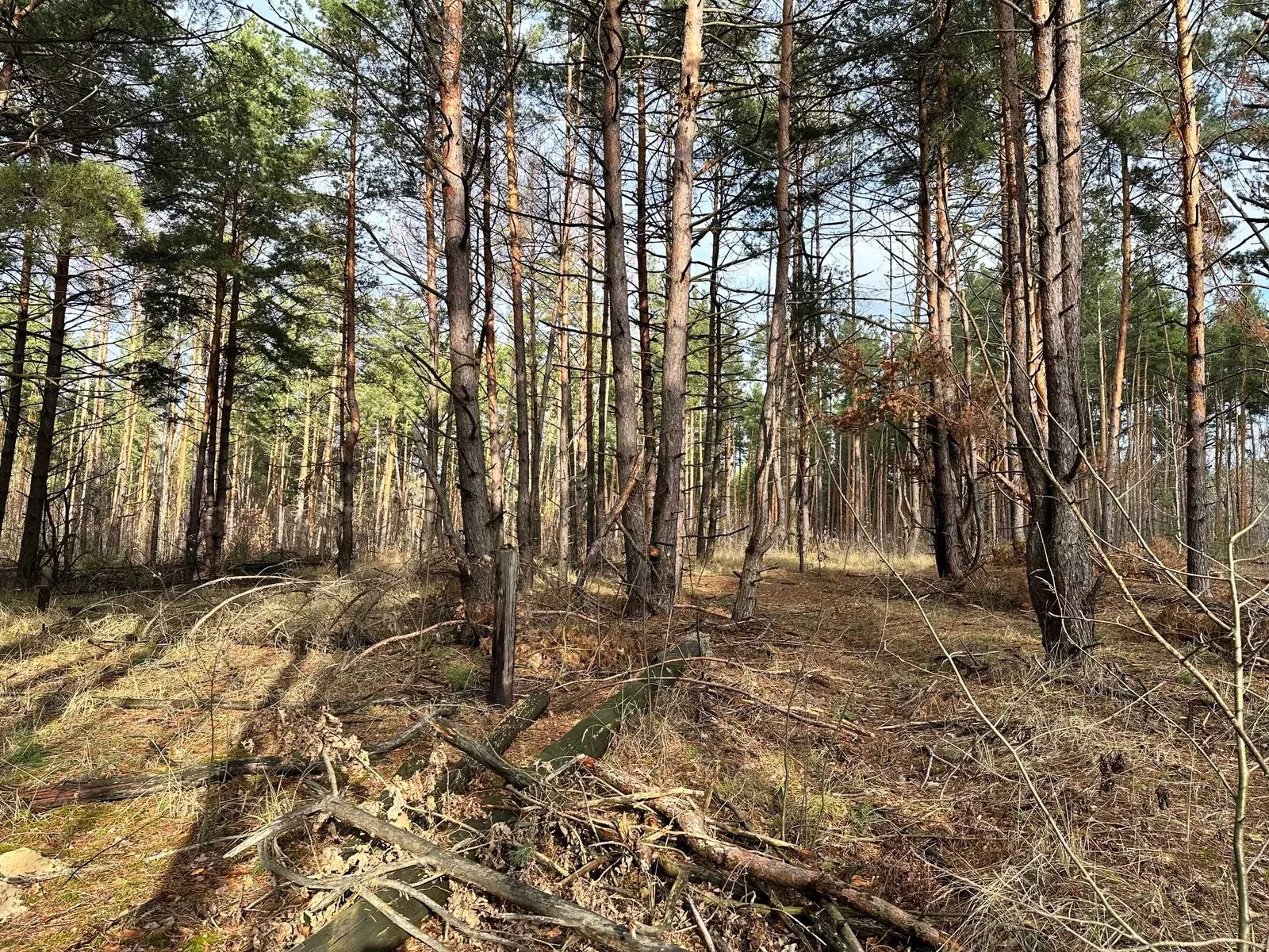 Ділянка 10 соток, Биківня: під будівництво, сосновий ліс - фото 1