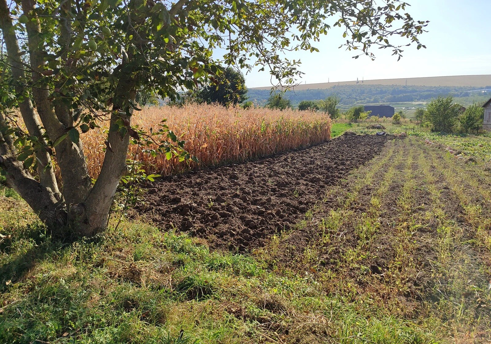 Ділянка 14.4 сотки, Чистилів: під житлову забудову - фото 2