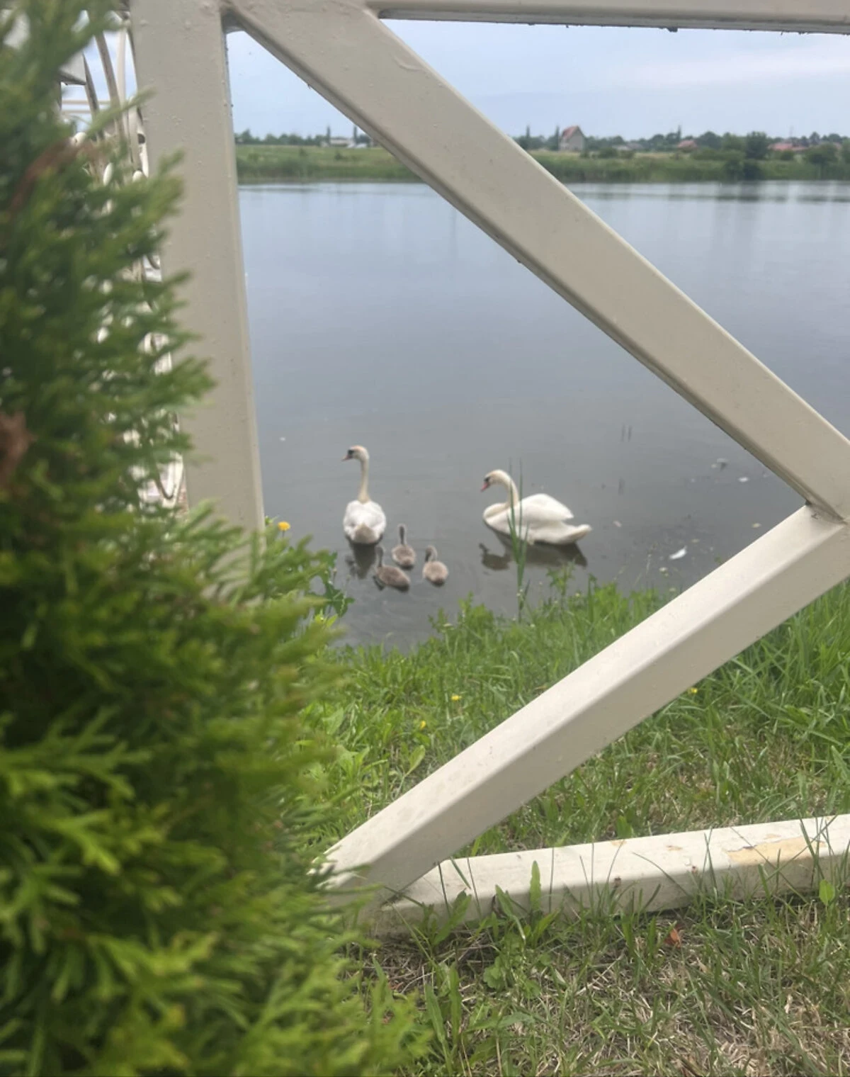 Будинок, Тарашани: ділянка 2500 м², веранда, бесідка - фото 4