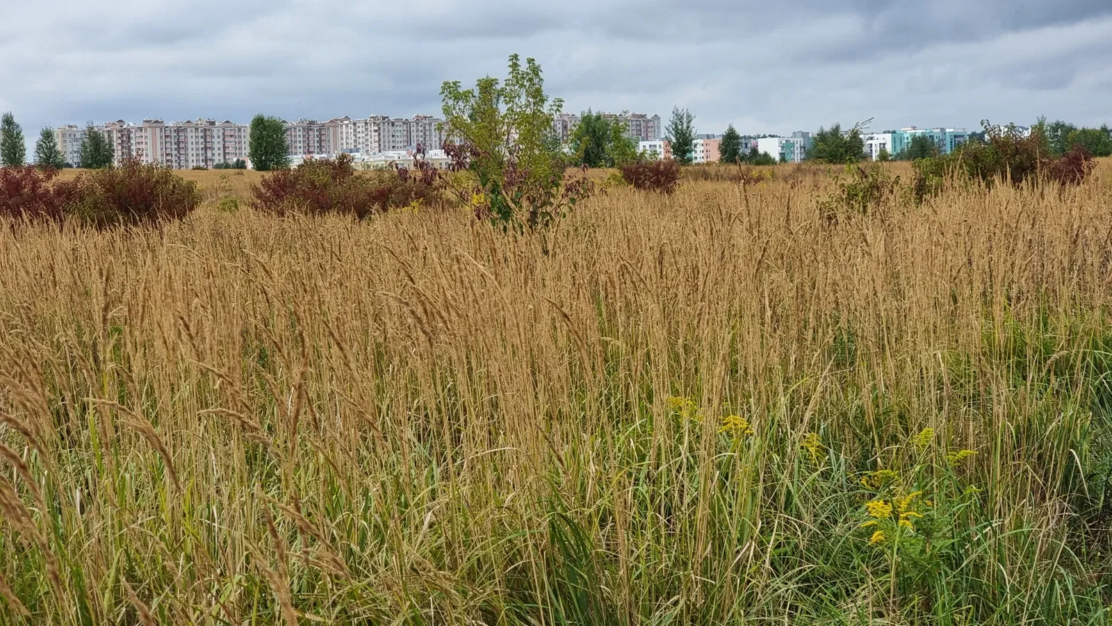 Участок 7 соток, Софиевская Борщаговка: 18 на 40 м, перспектива застройки, фото 3
