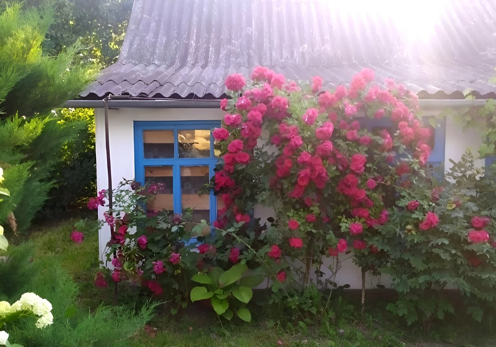 Будинок, Сенкевичівка: сад, літня кухня, господарські будівлі - фото 3