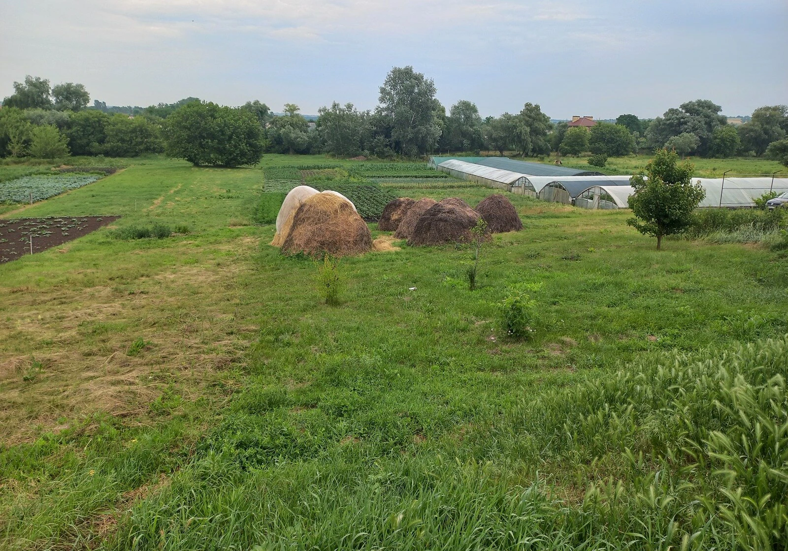 Ділянка 13.67 соток, Новоолександрівка: під житлову забудову, водопровід - фото 4