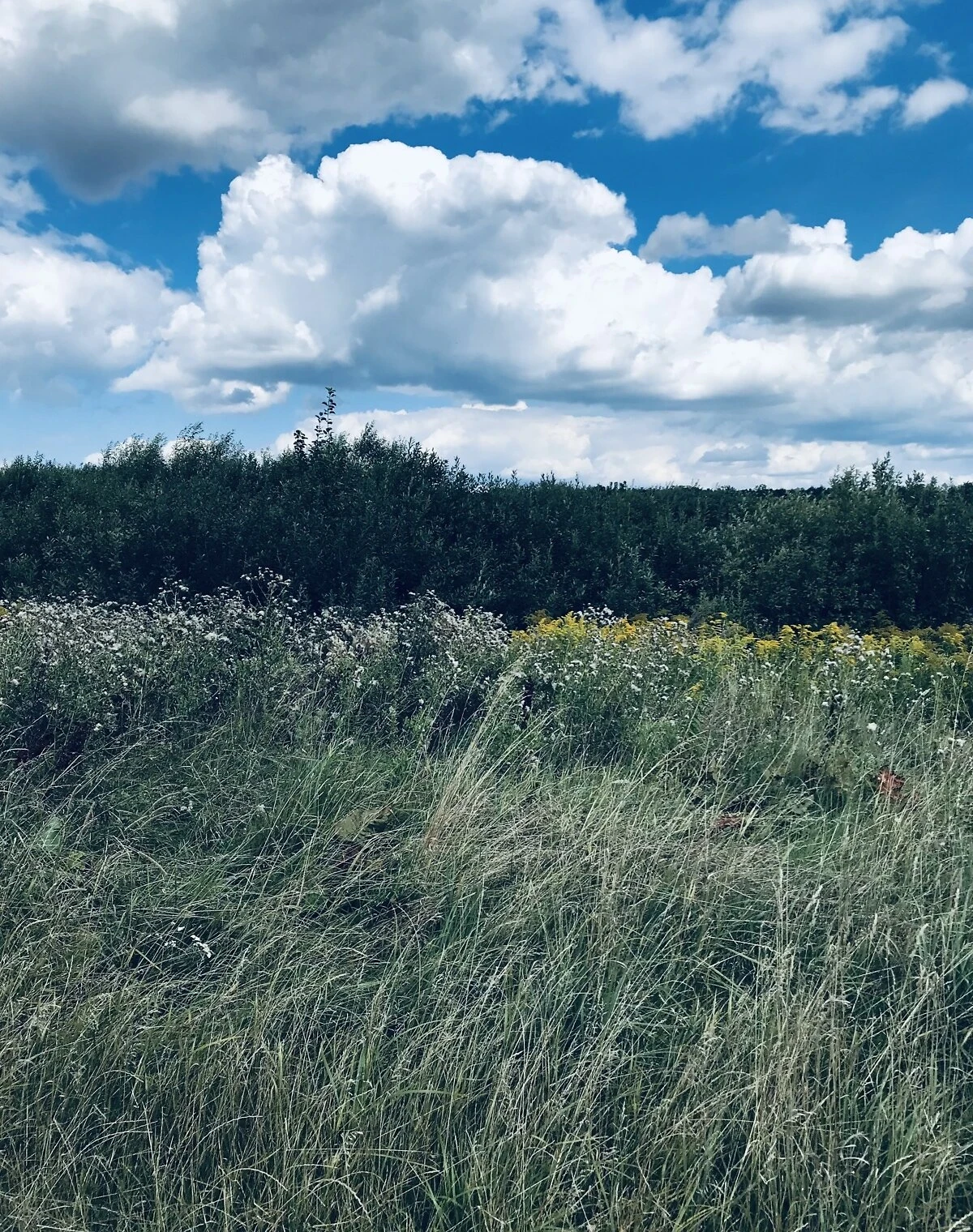 Ділянка 7 соток, Лаврівка: під житлову забудову, чорнозем - фото 2