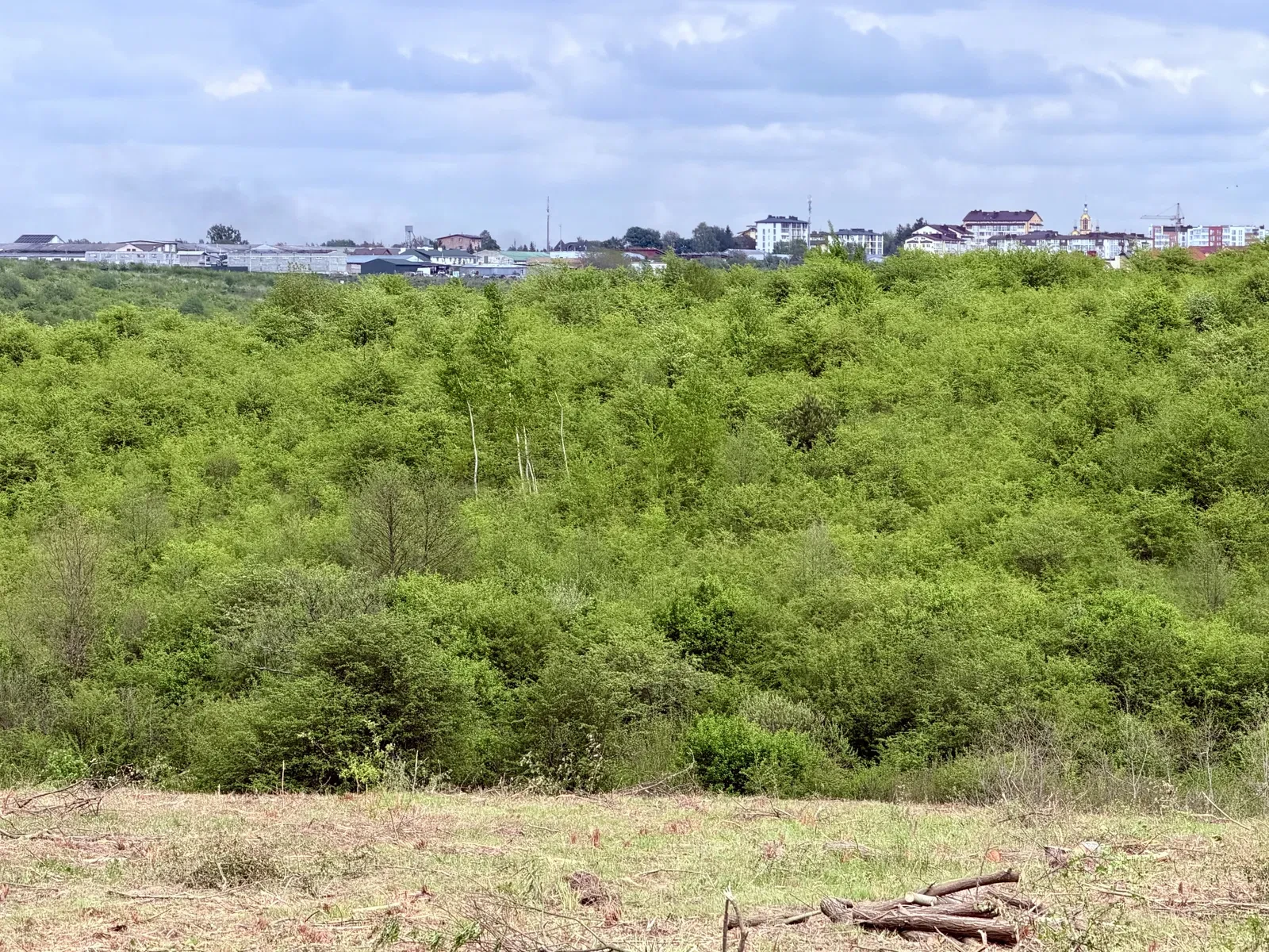 Ділянка 231 соток, Солонка: ліс з двох сторін, світло можна підвести - фото 4