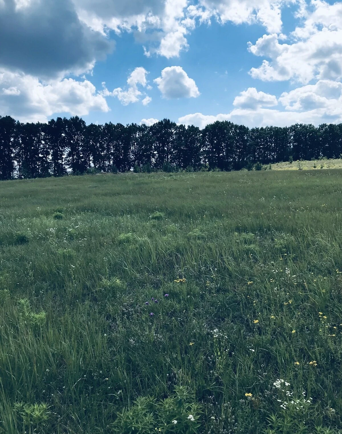 Ділянка 7 соток, Лаврівка: під житлову забудову, чорнозем - фото 1
