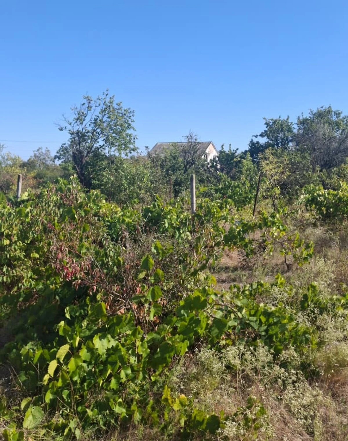 Ділянка 6 соток, Світле: під житлову забудову, торг можливий
