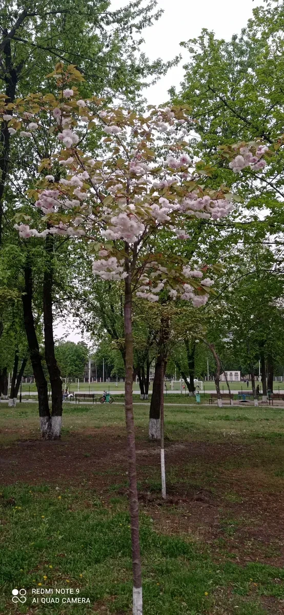 Участок 10 соток, Степовая Новоселовка: под застройку, проездное место, фото 5