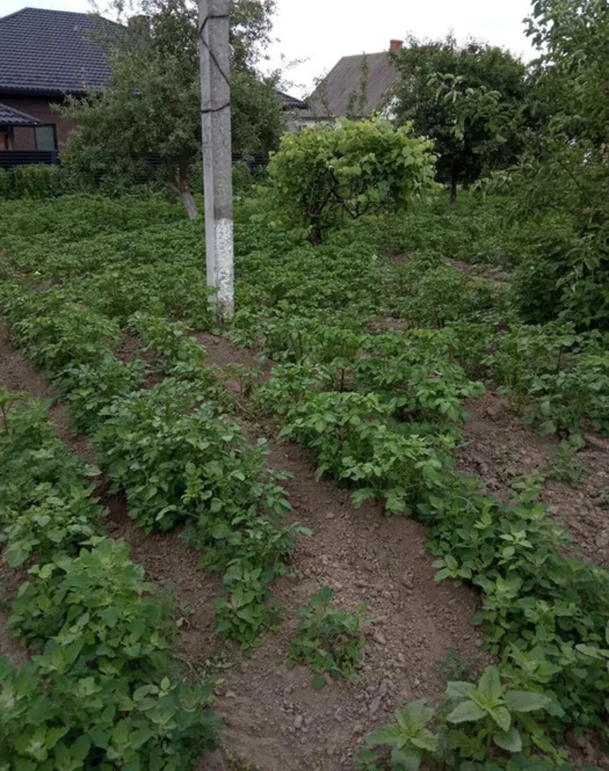 Будинок, Рованці: 30 соток, свердловина - фото 1