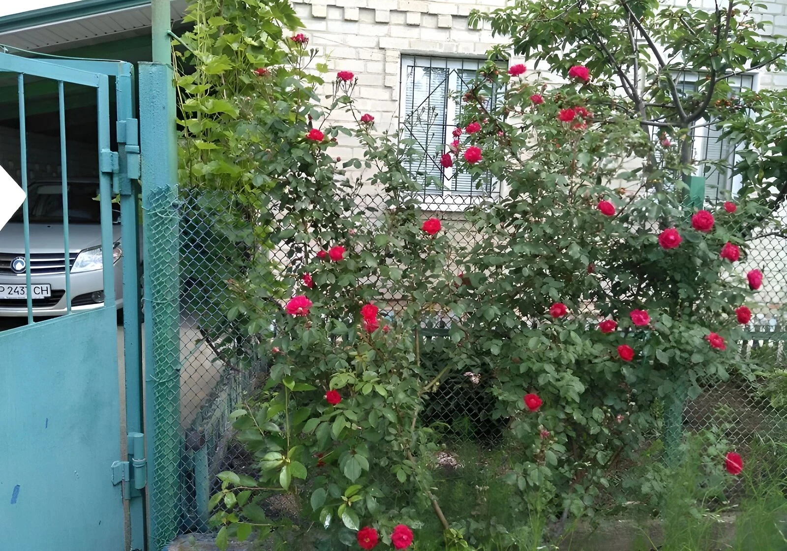 Дача, Юльевка: 6 соток, сад и летняя кухня, фото 3