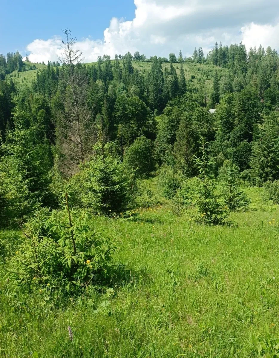 Ділянка 89 соток, Снідавка: під забудову, електрика, гори - фото 3