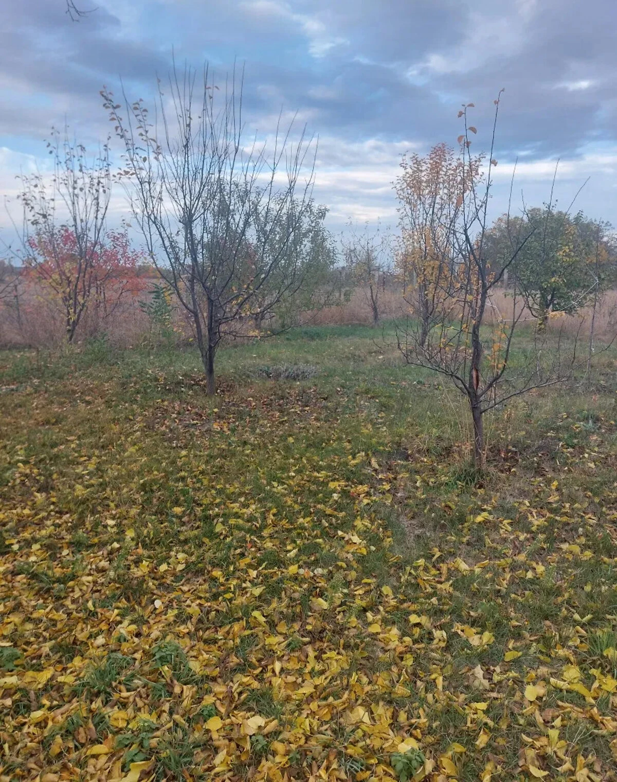 Дом, Катериновка: дача, твердотопливный котел, сад, фото 4
