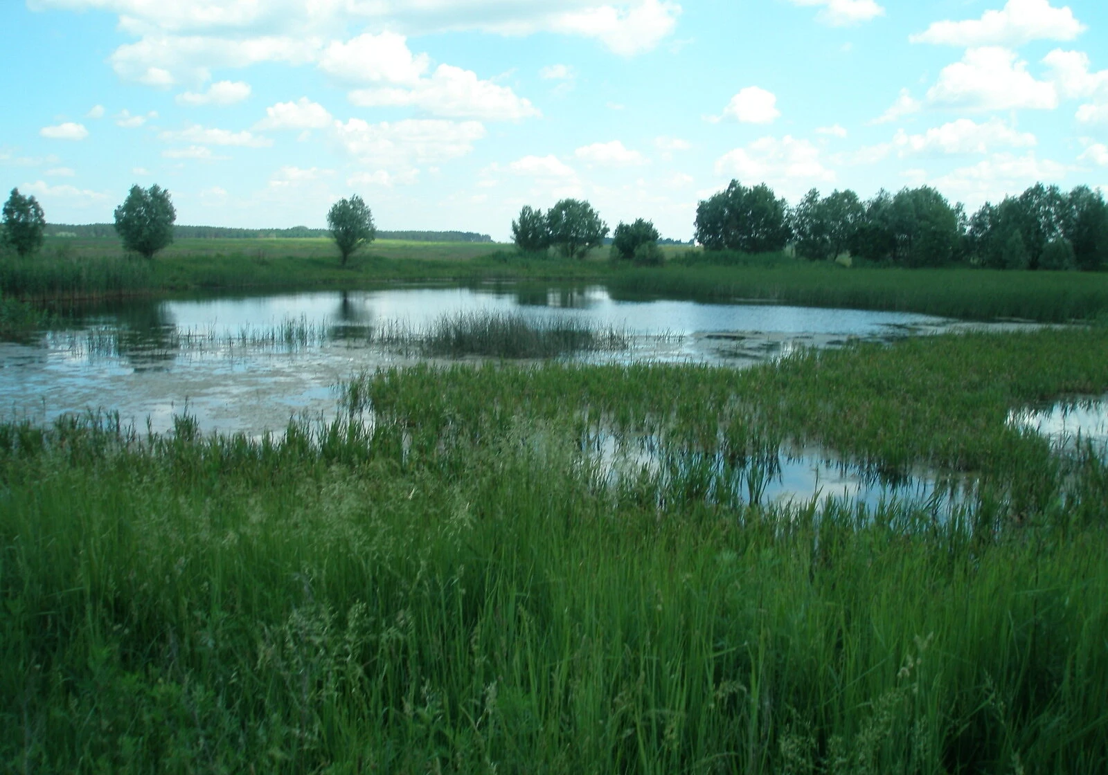 Ділянка 1324 сотки, Богданівка (Бровари): озеро, город, свердловина - фото 1