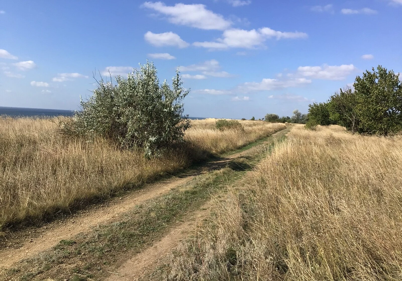 Участок 25 соток, Рыбаковка: сад, бассейн, электричество, фото 4