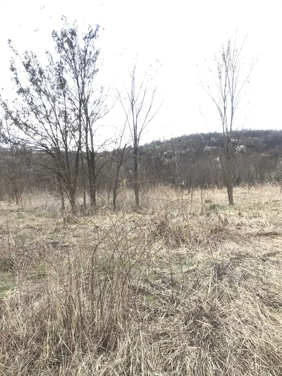 Ділянка 10 соток, Коноплівці: поруч ліс і гори, 3 км від Мукачева, фото 3