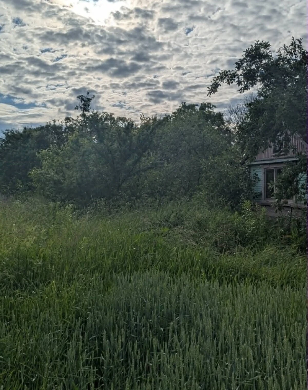 Ділянка 6 соток, Черняхів: індивідуальне садівництво, чорнозем - фото 2
