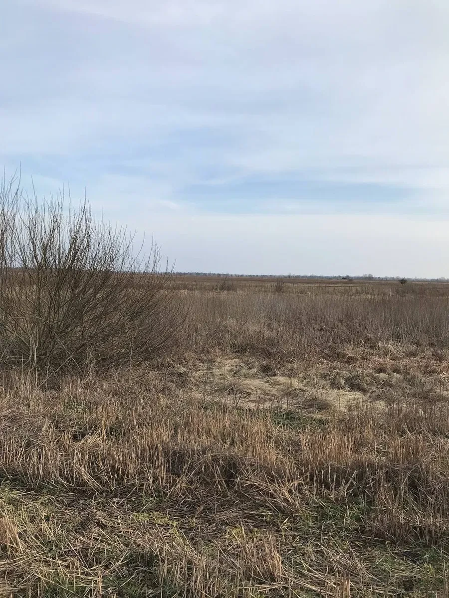 Участок 109 соток, Нижняя Дубечня: ОСГ, между Десной и Днепром - фото 4