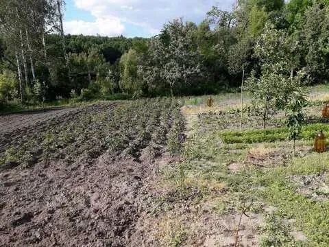Будинок, Ольшана: 30 соток, обмін, поруч ліс, фото 4