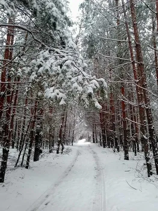 Ділянка 12 соток, Кодра: затверджений проєкт будинку, озеро за 10 хвилин, фото 4
