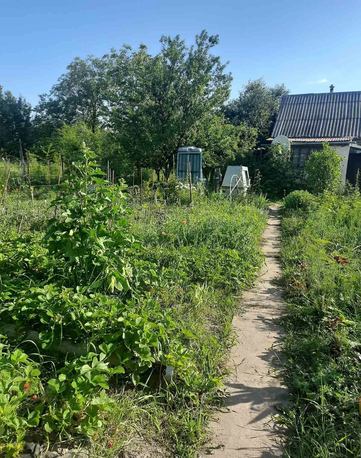 Ділянка 9 соток, Березове: сад, виноградник, свердловина - фото 2
