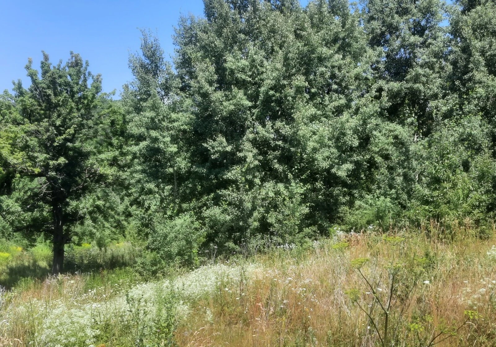Ділянка 10 соток, Шевченківський: електрика, каналізація - фото 5
