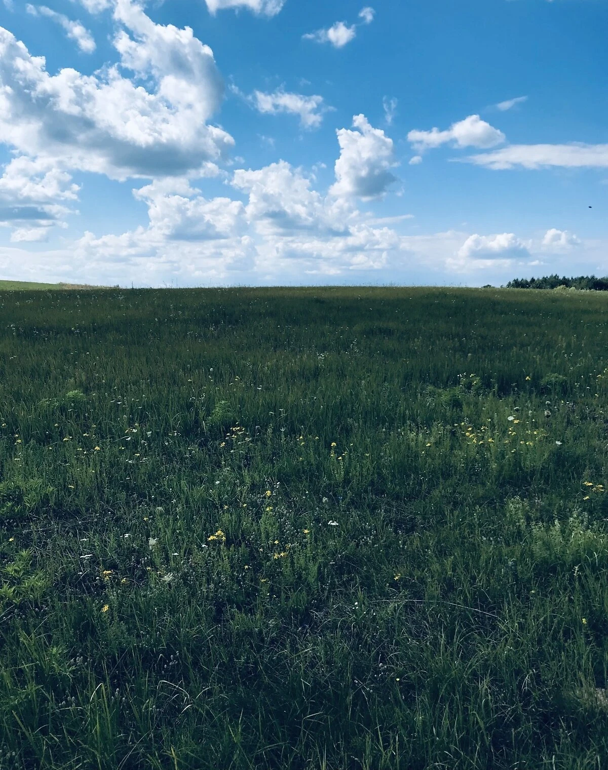 Ділянка 7 соток, Лаврівка: під житлову забудову, чорнозем - фото 3