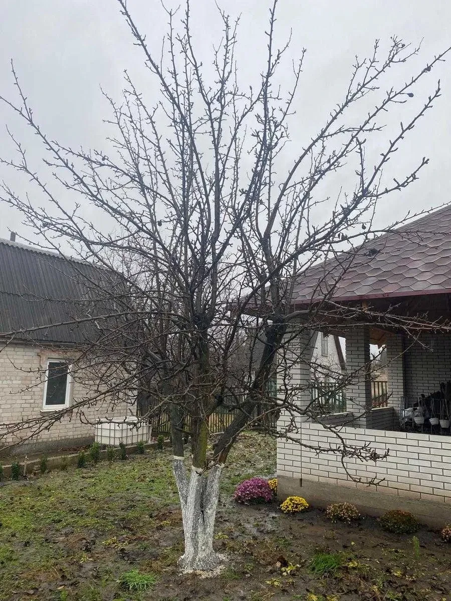 Дача, Вільнокур'янівське: опалення без електрики, альтанка 6 на 6 м, фото 2