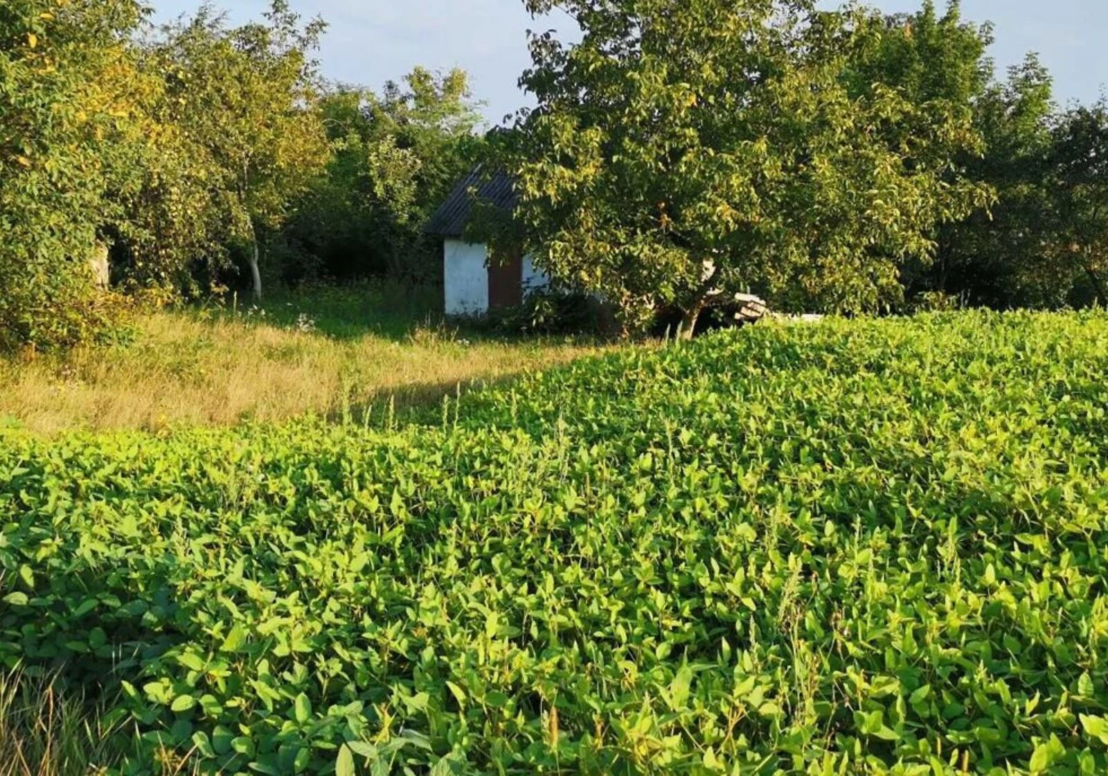 Дача, Васьківці: 34 сотки, сад, централізоване опалення - фото 2