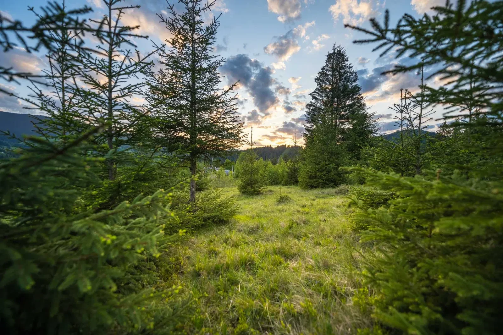 Ділянка 69 соток, Стаїще: під будівництво, джерело води, фото 5