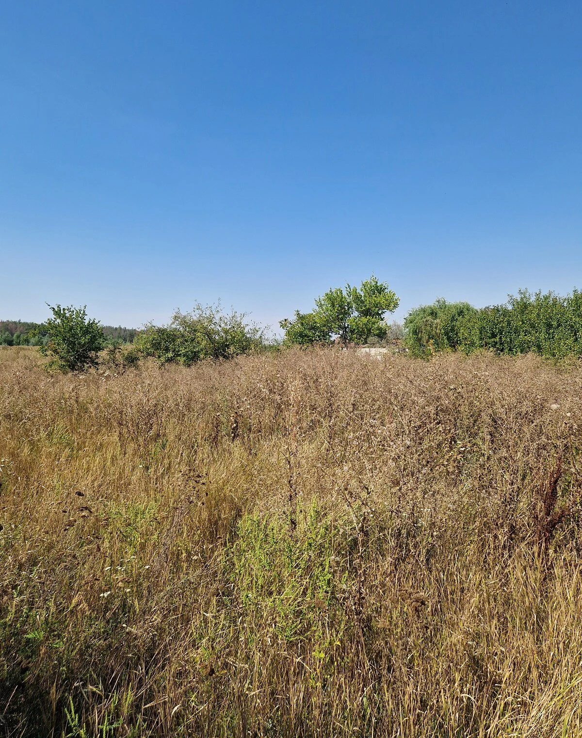 Ділянка 10 соток, Піщанка (Дніпро): під житлову забудову, чорнозем - фото 3