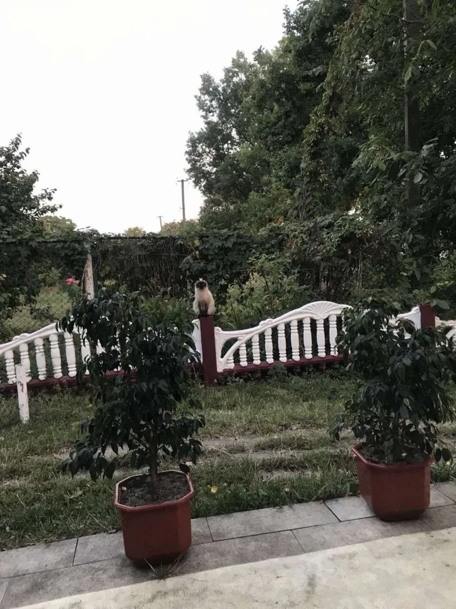 Будинок, Велика Багачка: 13 соток, гараж, літня кухня, фото 3