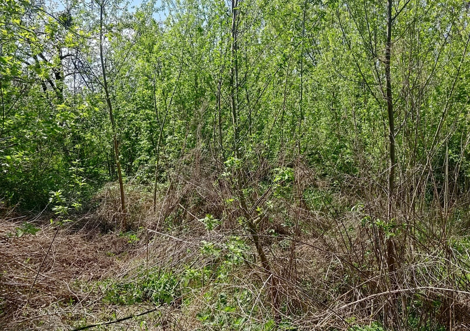 Ділянка 5.49 сотки, Чернівці: чорнозем, будматеріали та фундамент - фото 5