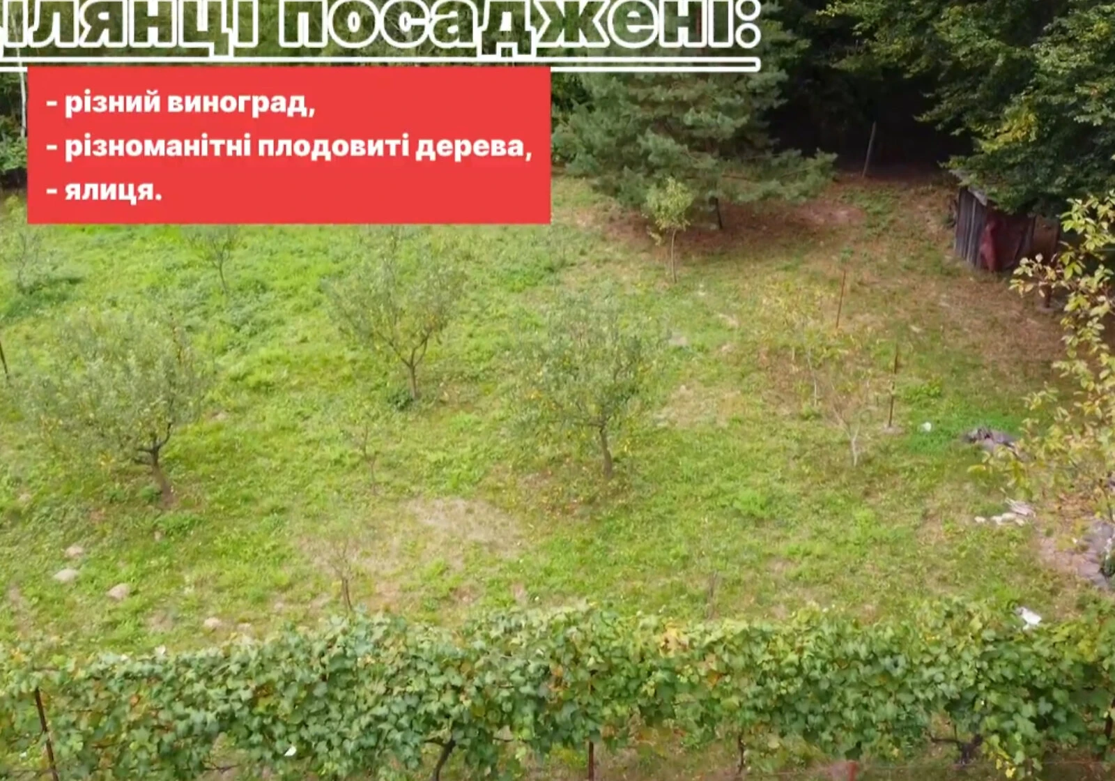 Ділянка 8.6 соток, Оноківці: сад, виноградник, паркан, фото 4