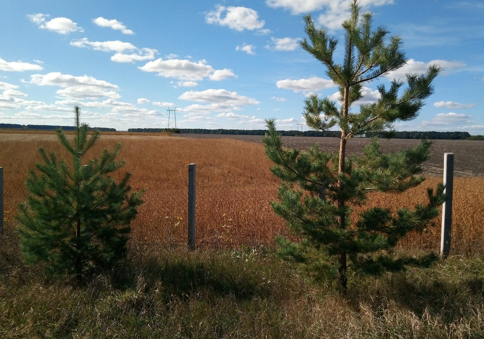 Ділянка 21.4 сотки, Расавка: фундамент під гараж, криниця - фото 1