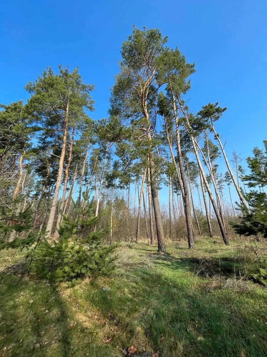 Ділянка 4,1 сотки, Ясногородка: сосни, 11 кВт, біля лісу, фото 5