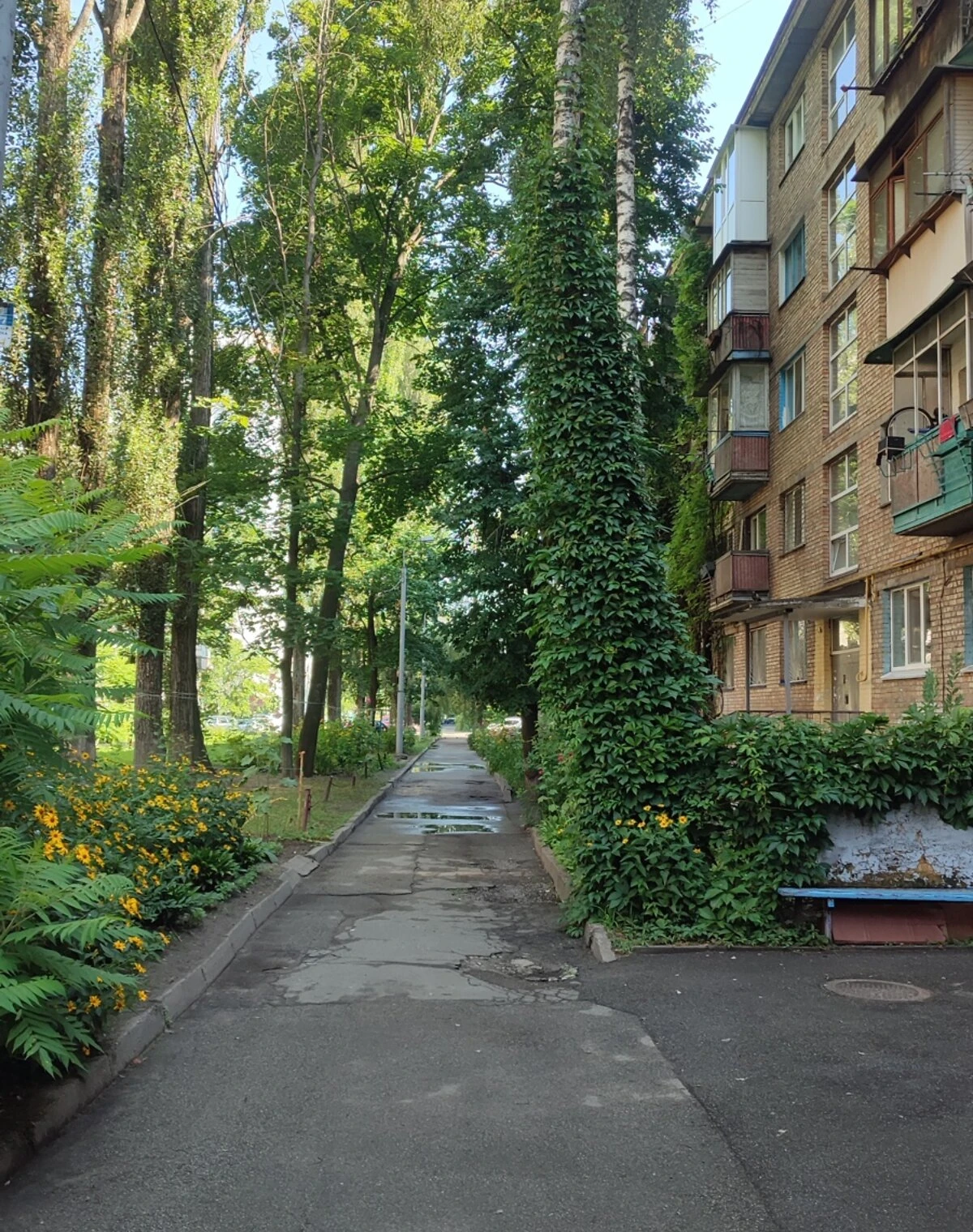 1-кімнатна квартира, Нивки: хрущовка, балкон - фото 1