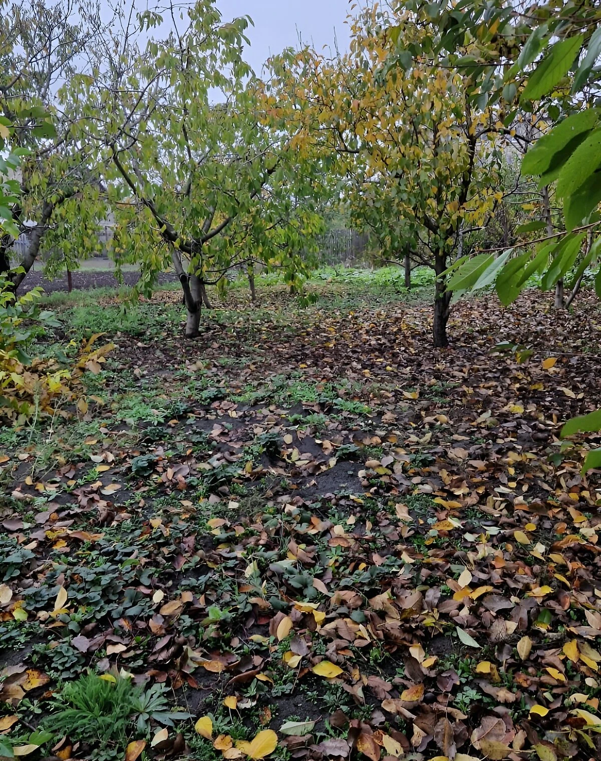 Будинок, Борщі: 15 соток, резервне живлення, єОселя, фото 5