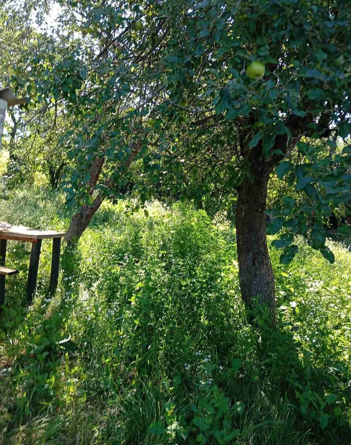 Будинок, Вільшани: 15 соток, свердловина, фото 5