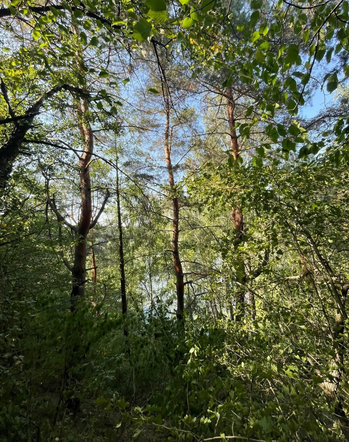 Ділянка 15 соток, Лісники: природне озеро, електрика - фото 4