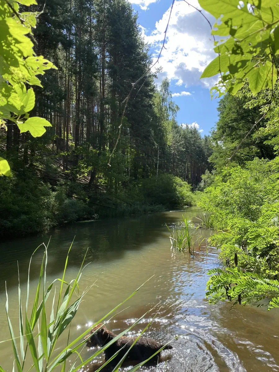 Ділянка 10 соток, Лебедівка: вода для поливу, електрика, фото 5