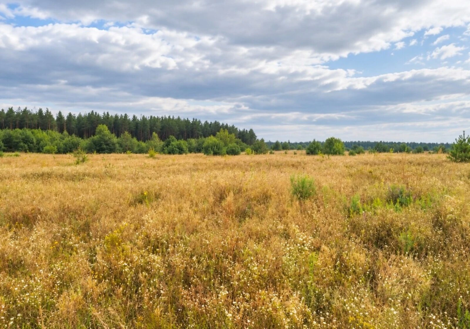 Ділянка 15.5 сотки, Липовий Скиток: під житлову забудову, чорнозем, фото 4