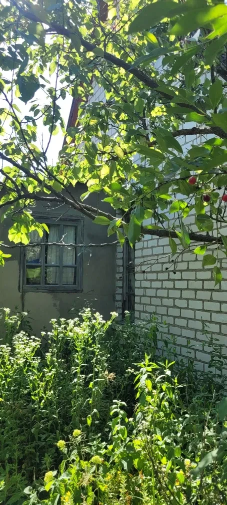 Дача, Поташня: возле леса, теплица и плодовые деревья, фото 5