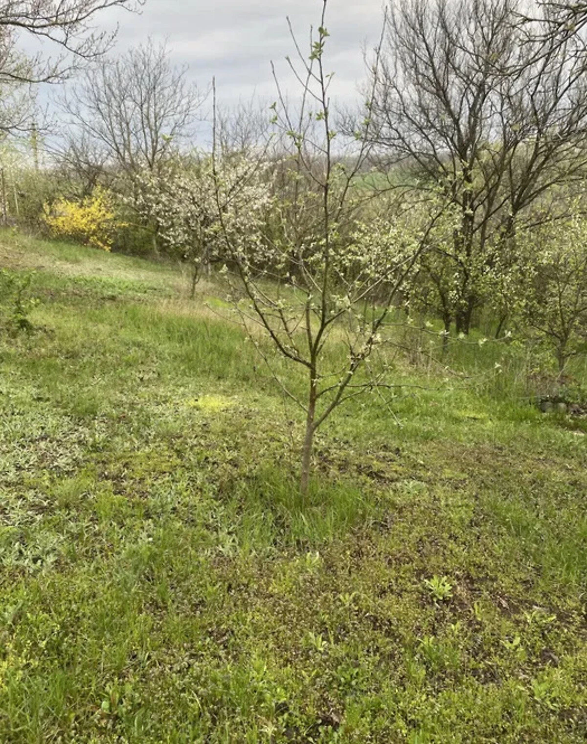 Дача, Новомиколаївка (Дніпро): веранда, бесідка, 5 соток, фото 4