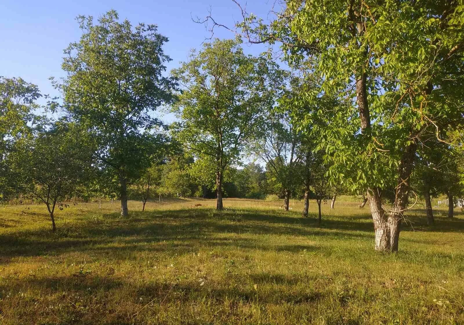 Дача, Новобарово: 25 соток, гараж із підвалом, фото 5