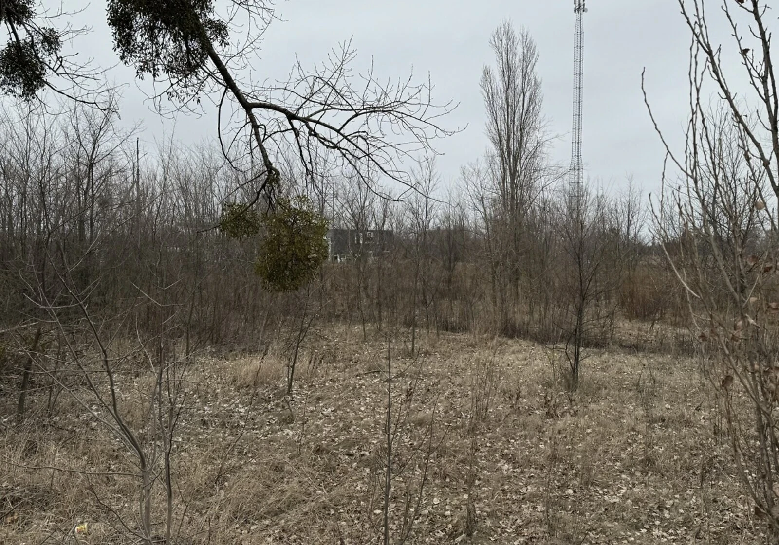 Ділянка 61 сотка, Супрунівка: під житлову забудову, чорнозем - фото 4