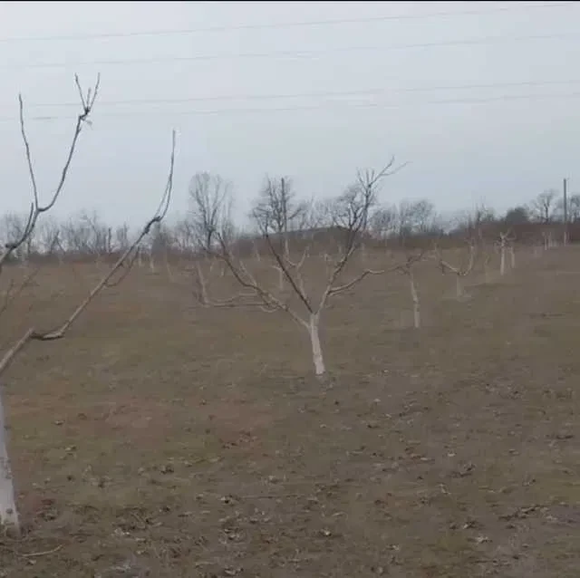 Ділянка 300 соток, Вознесенськ: горіховий сад, будинок, обмін - фото 3