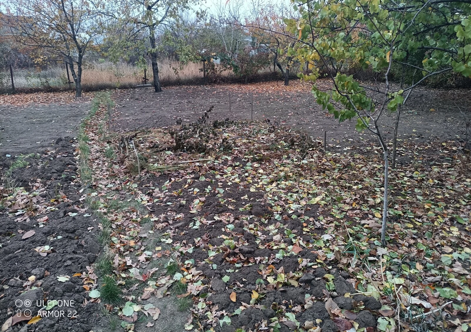 Ділянка 16 соток, Жуки (Полтава): під житлову забудову, чорнозем - фото 2