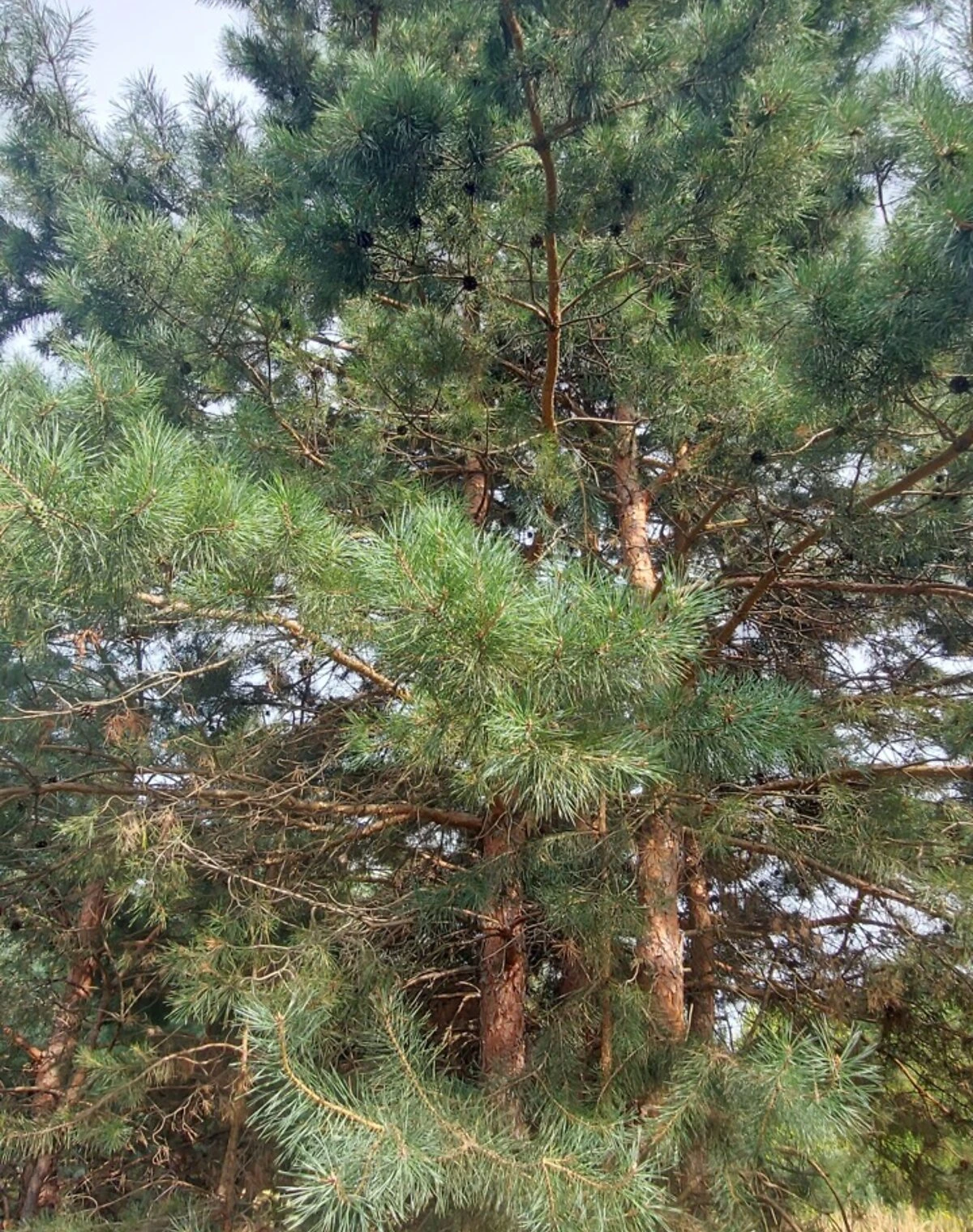 Ділянка 10 соток, Терентіївка: під житлову забудову, під садівництво - фото 4