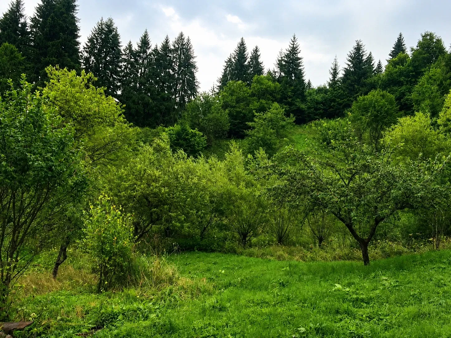 Дача, Криворівня: біля лісу, Довбушові комори, можна з тваринами - фото 5