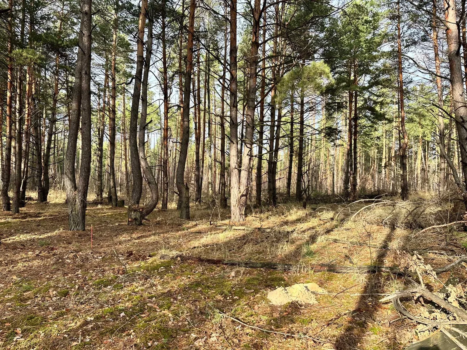 Ділянка 10 соток, Биківня: під будівництво, сосновий ліс - фото 2